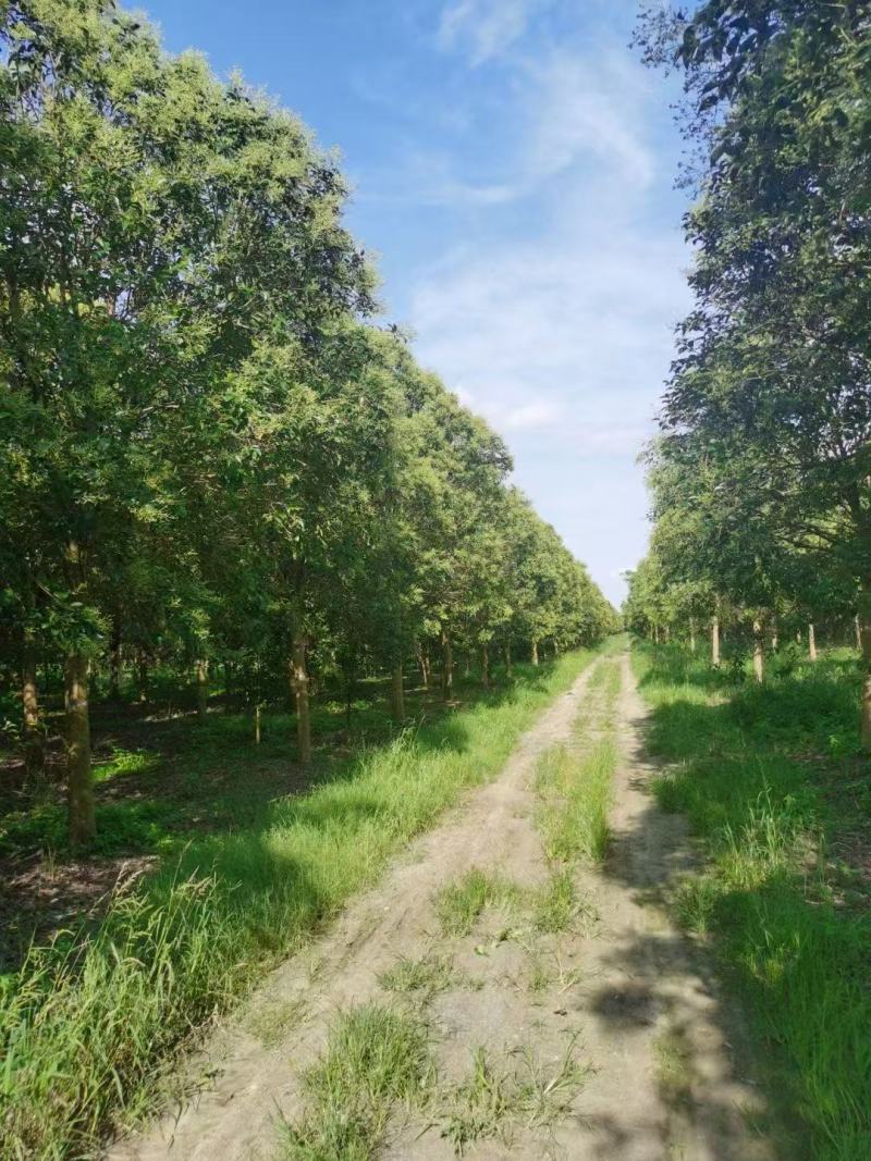 【推荐】大叶女贞，大量接单产地直发欢迎来电