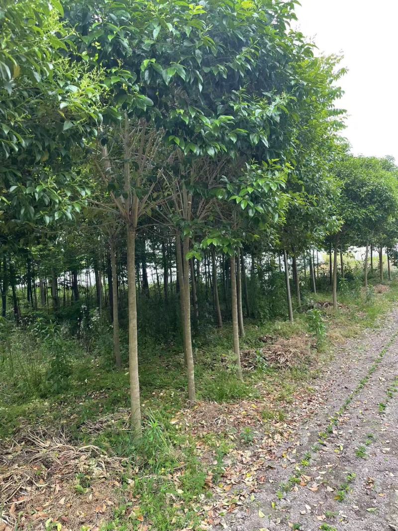 【推荐】大叶女贞，大量接单产地直发欢迎来电