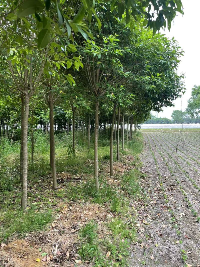 【推荐】大叶女贞，大量接单产地直发欢迎来电