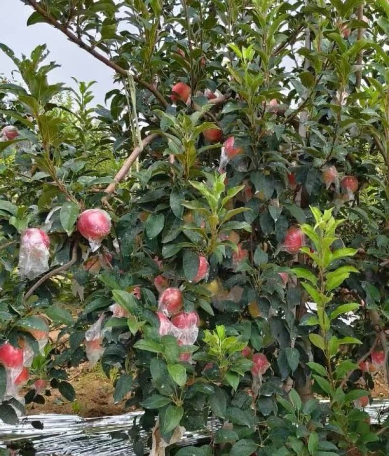 【品质保障】辽宁鲁丽苹果产地直供量大从优对接全国