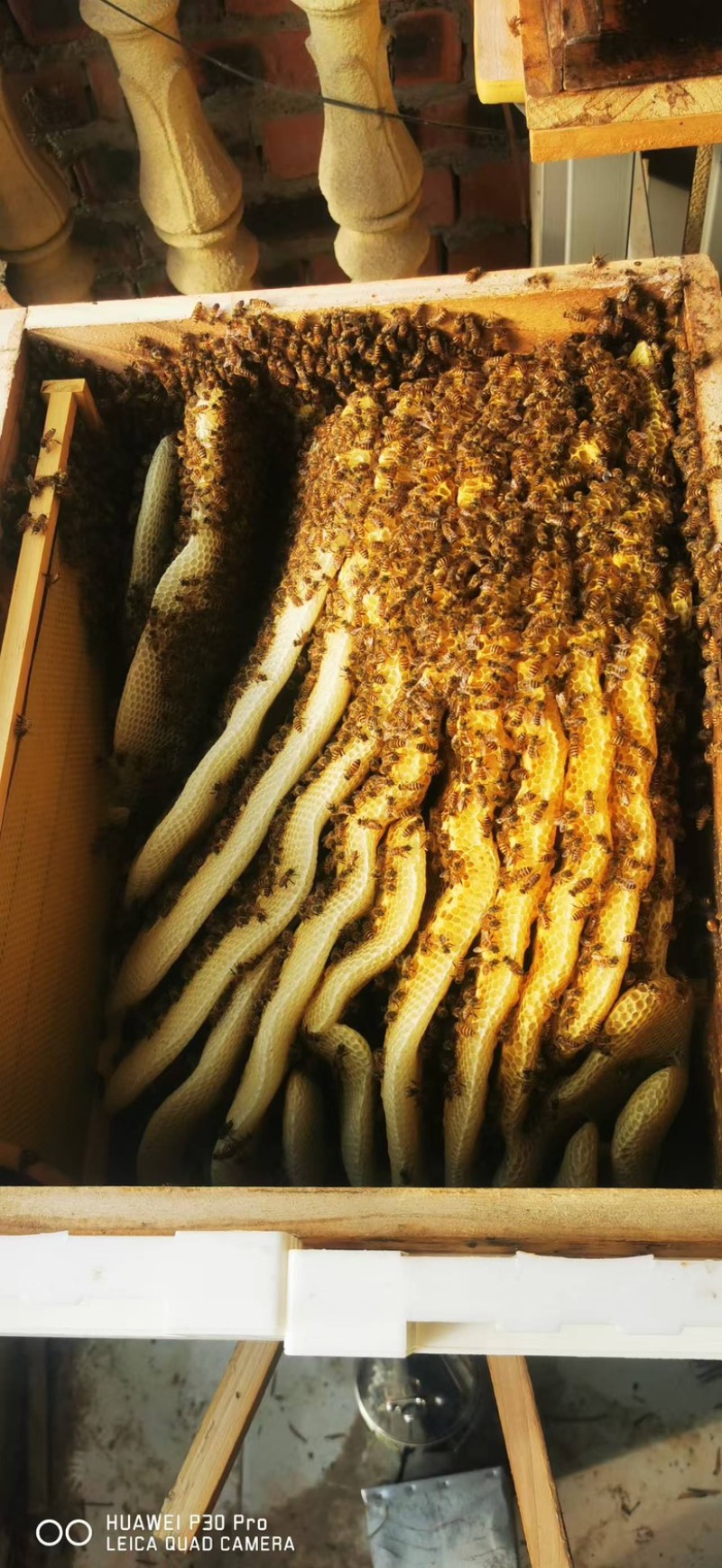 精品土蜂蜜大量供应自产自销，货源充足，可视频验货