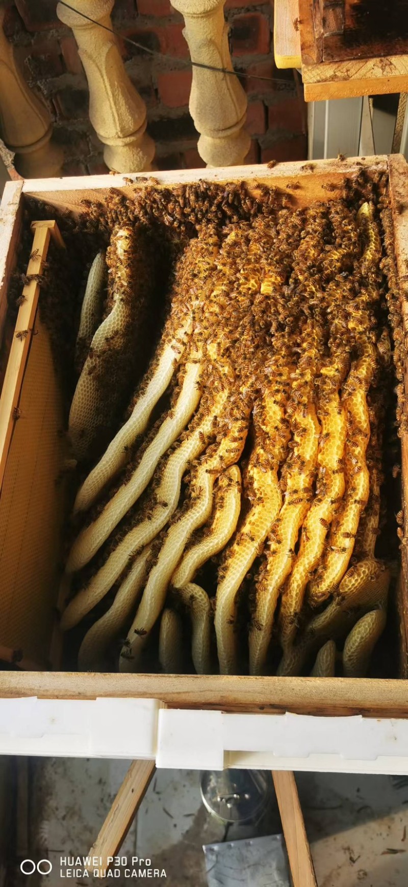 精品土蜂蜜大量供应自产自销，货源充足，可视频验货