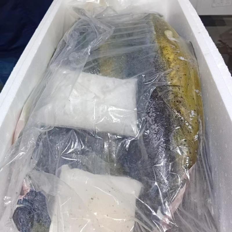 黄鳍金枪鱼