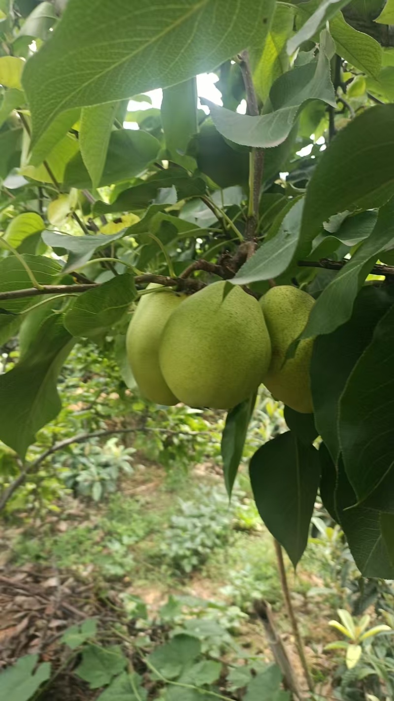 汉源金花梨