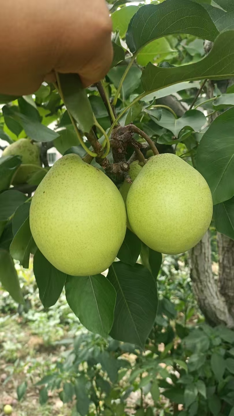汉源金花梨