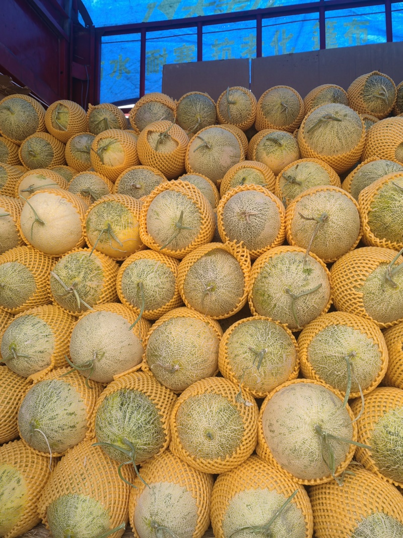 哈密瓜新疆86王哈密瓜，大量现货供应，实力代办视频看货