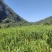 牧草