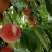 双节红，水蜜桃，北京24号，黄金蟠有货，油桃