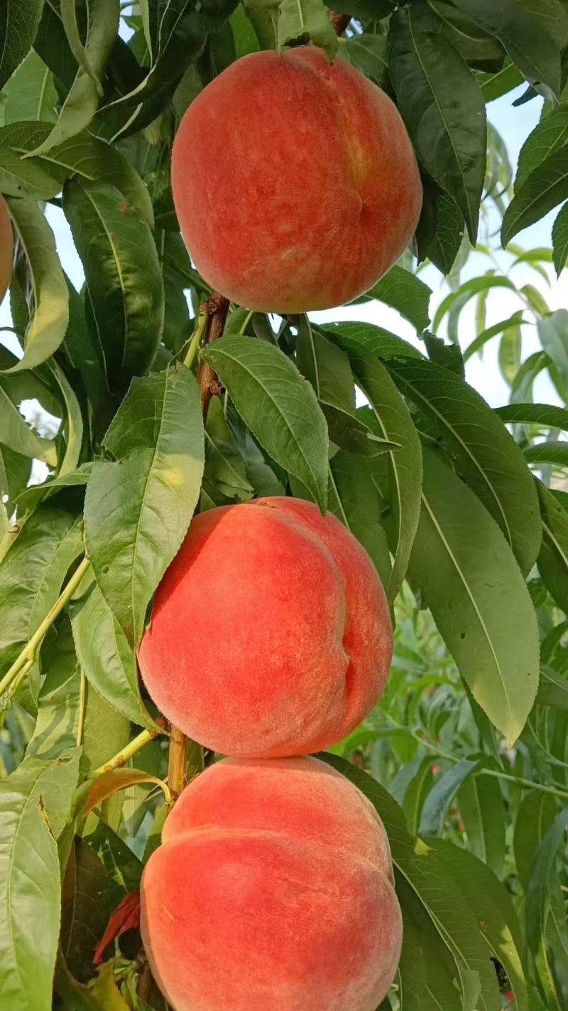 双节红，水蜜桃，北京24号，黄金蟠有货，油桃
