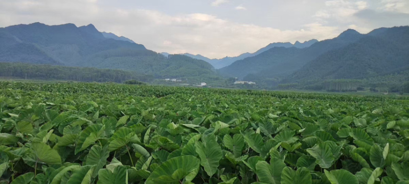 广西大石头3万亩荔浦芋头基地大量供应荔浦芋头