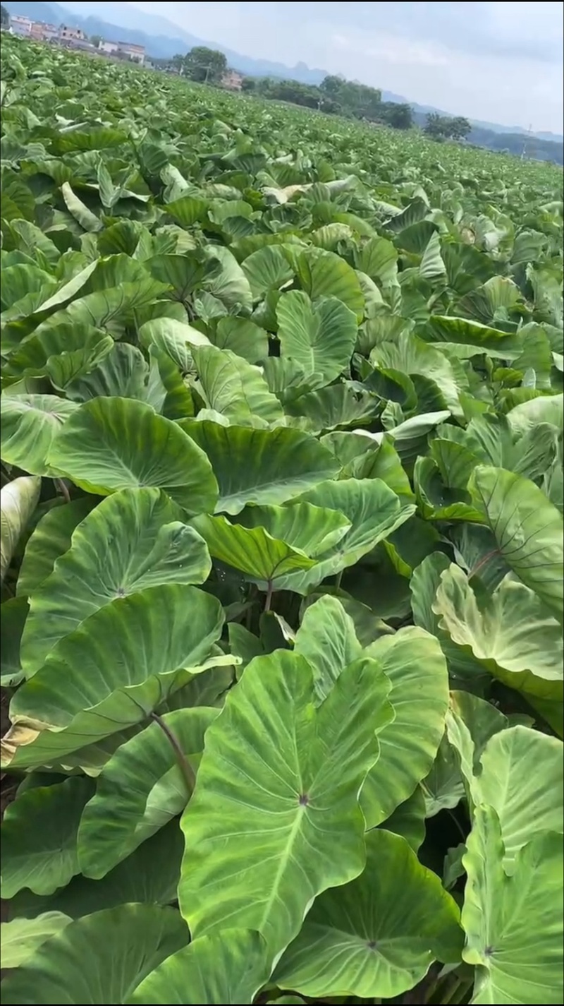 广西大石头3万亩荔浦芋头基地大量供应荔浦芋头