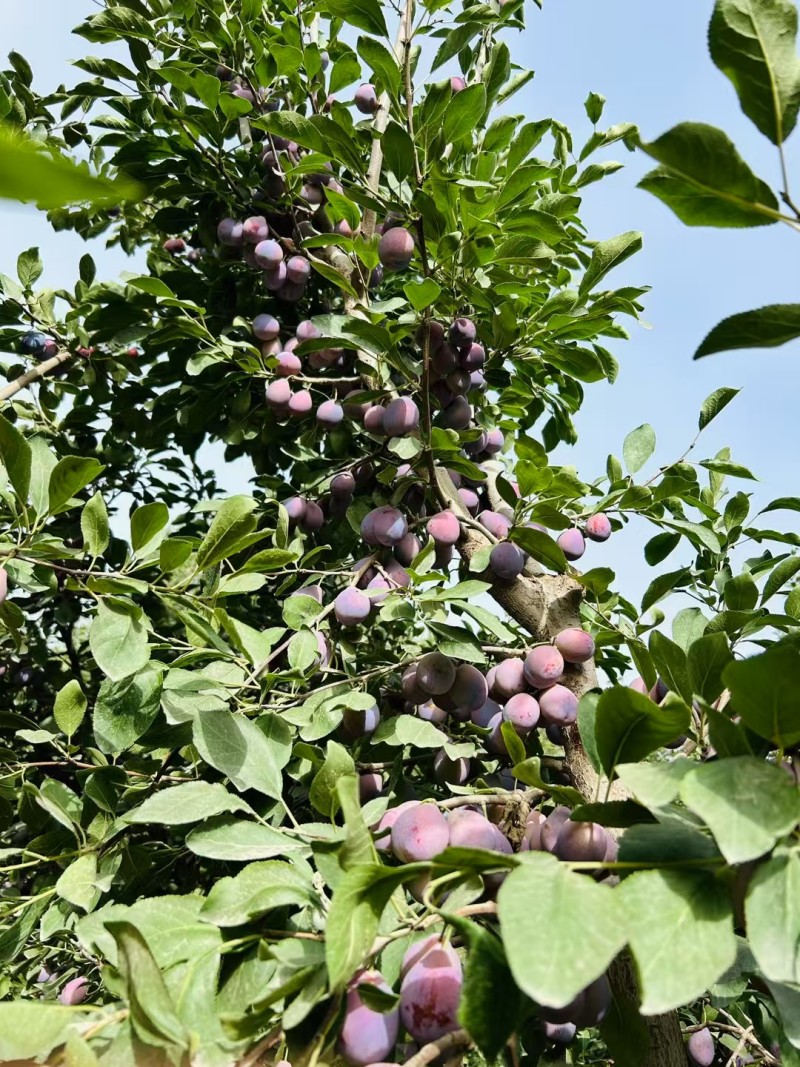 新疆喀什伽师县法西兰新梅