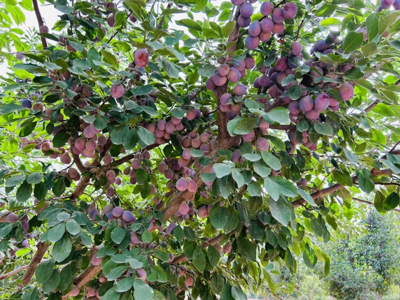 新疆喀什伽师县法西兰新梅