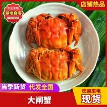 中秋福利阳澄湖大闸蟹招合作商企业采购，批发，代发一手货源
