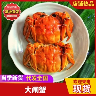 中秋福利阳澄湖大闸蟹招合作商企业采购，批发，代发一手货源