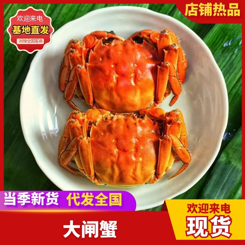 中秋福利阳澄湖大闸蟹招合作商企业采购，批发，代发一手货源