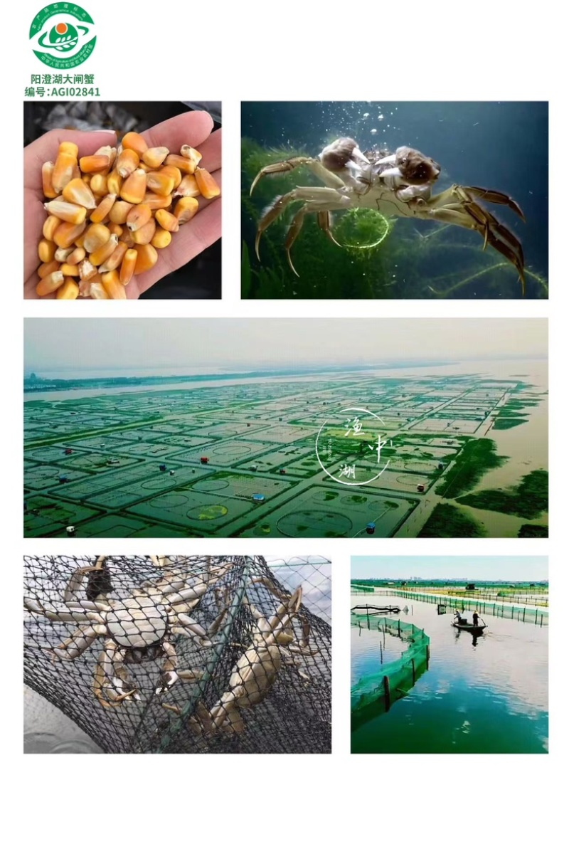 中秋福利阳澄湖大闸蟹招合作商企业采购，批发，代发一手货源
