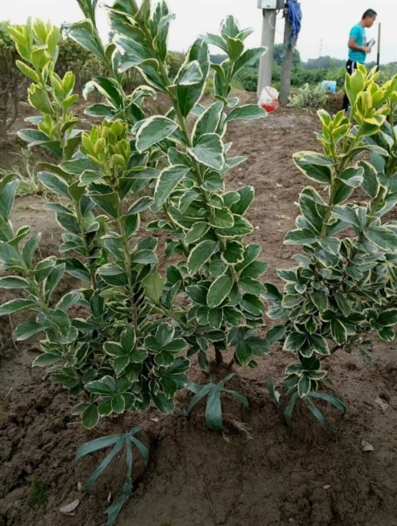 苗圃大量出售高30-60厘米金边黄杨