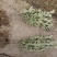 苗圃大量出售高30-60厘米金边黄杨