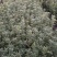 苗圃大量出售高30-60厘米金边黄杨