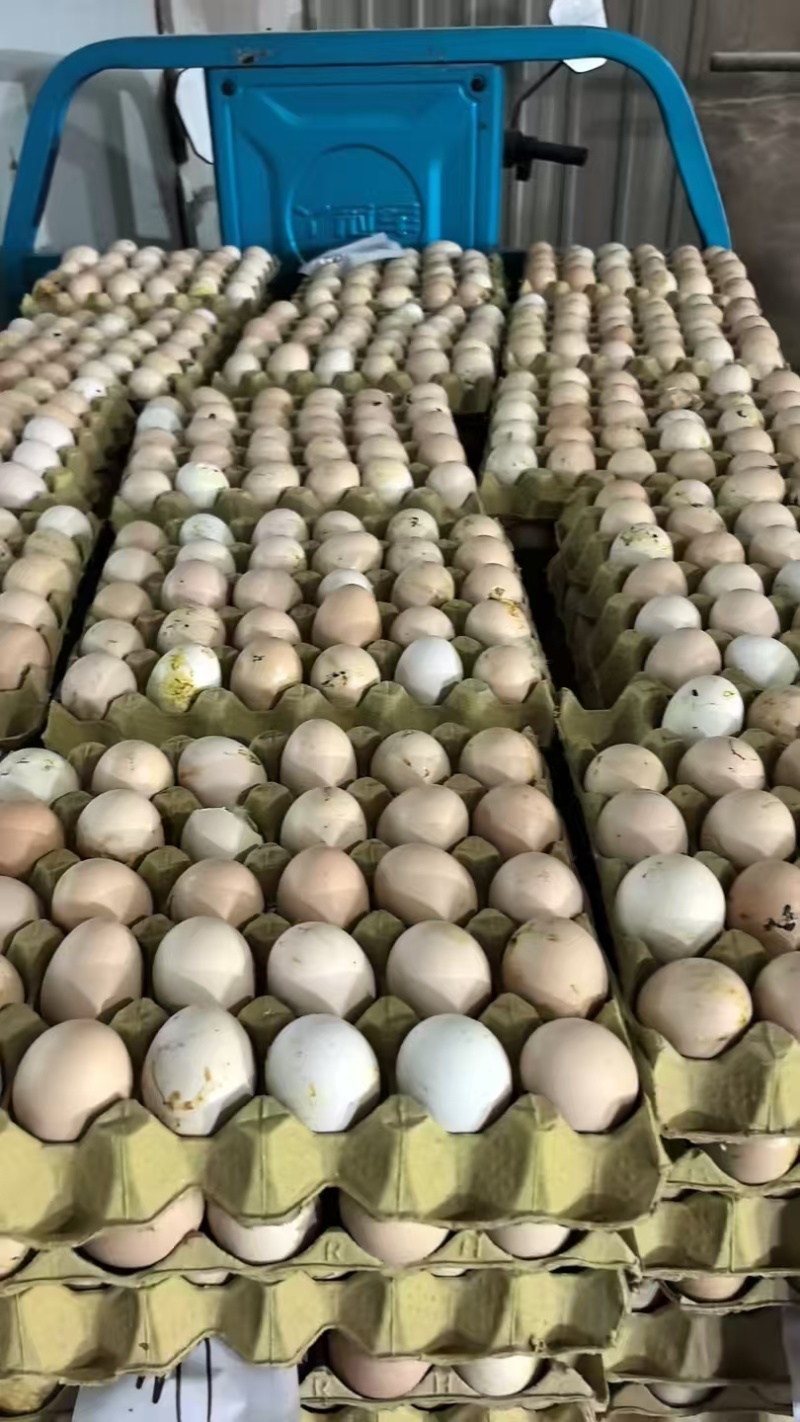 无精蛋毛鸡蛋厂家直供常年供货量大从优品质保证