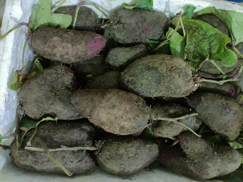 江西赣州紫山药，量大，自由，各平台供应
