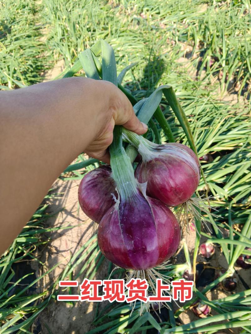 联系我请到快手搜内蒙洋葱小李