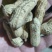 新疆伊犁鲜花生大量上市，有需要的老板可以骚扰我！