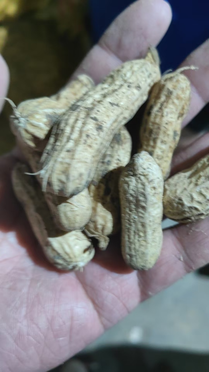 新疆伊犁鲜花生大量上市，有需要的老板可以骚扰我！