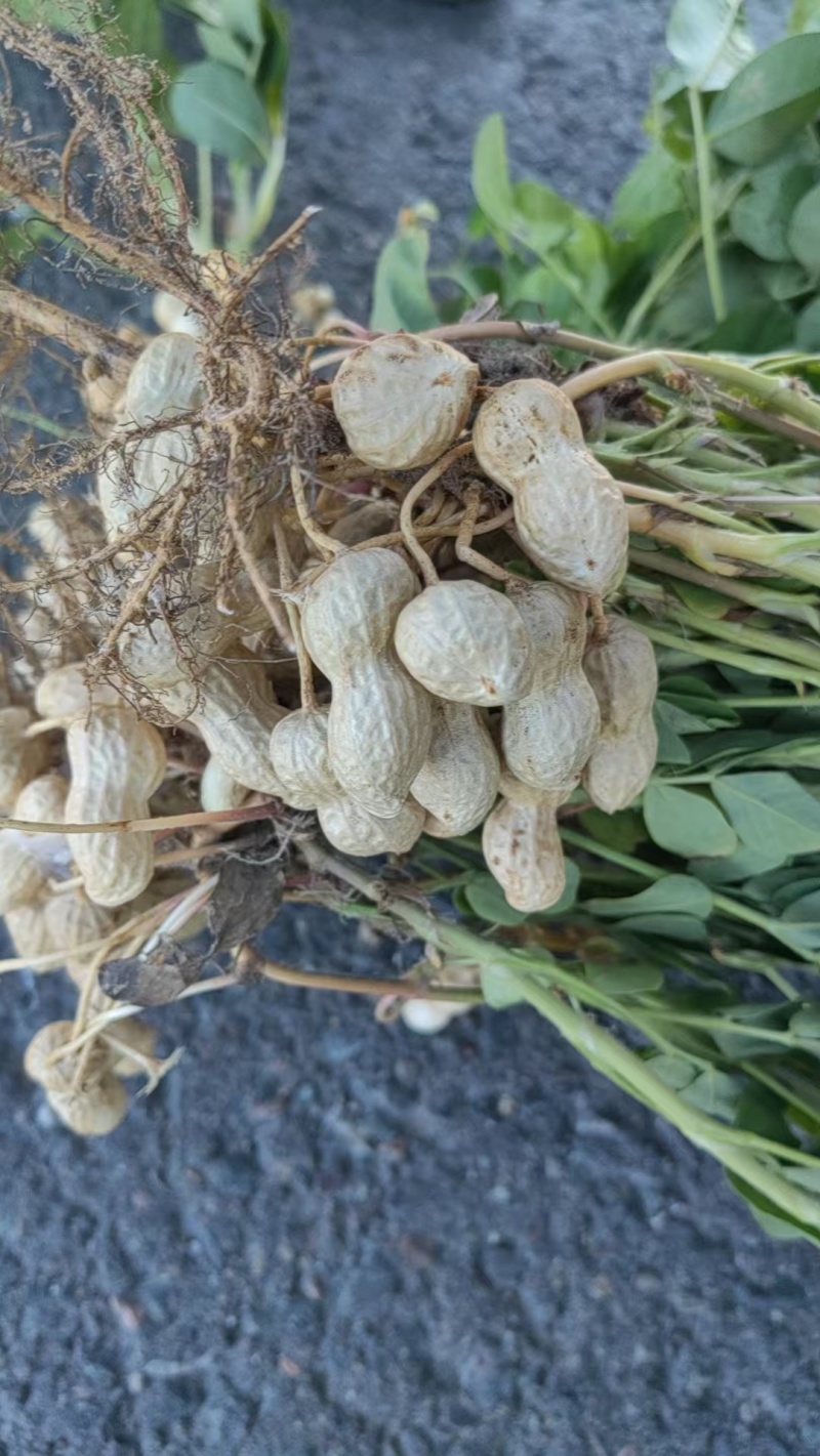 新疆伊犁鲜花生大量上市，有需要的老板可以骚扰我！