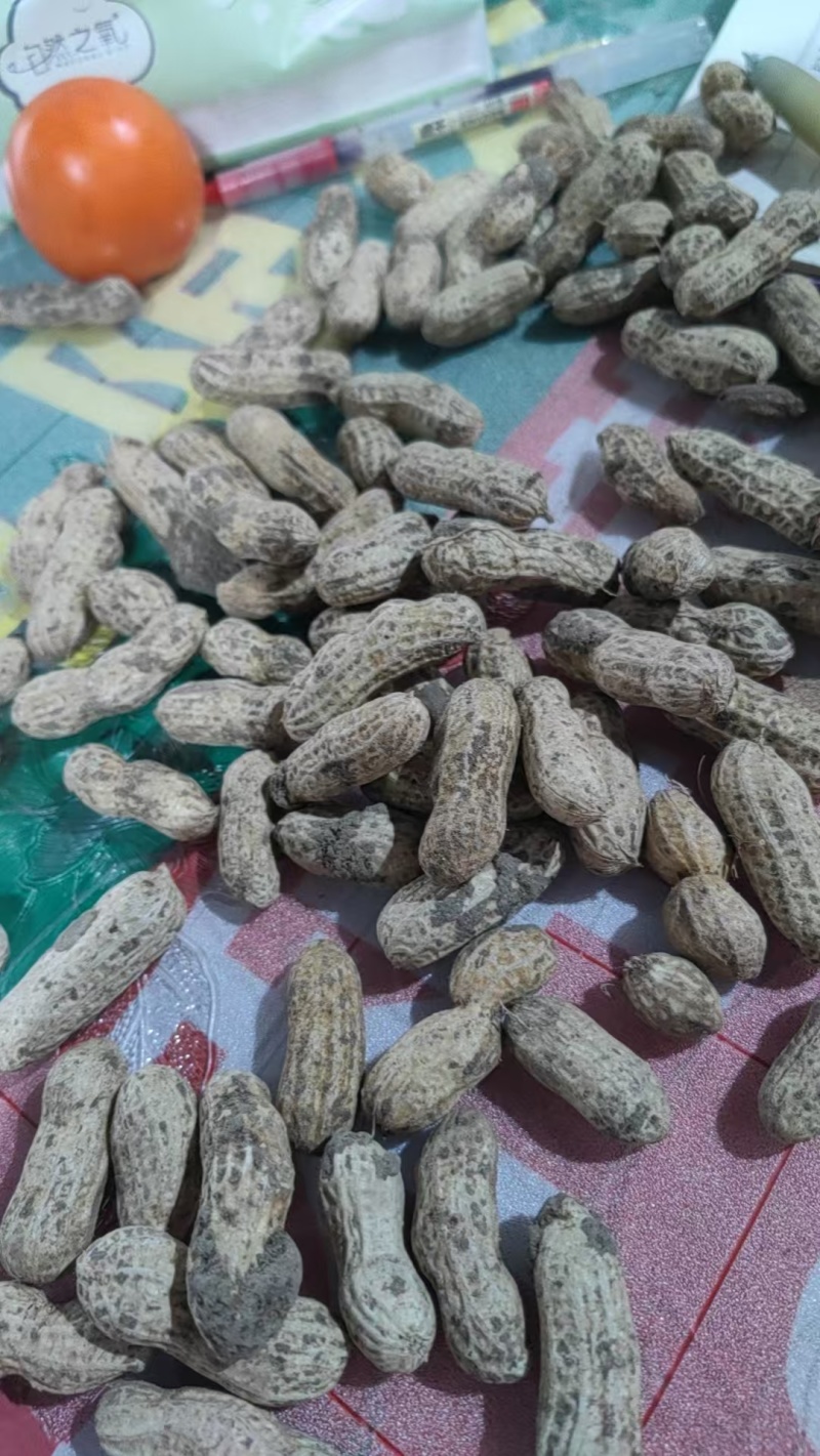 新疆伊犁鲜花生大量上市，有需要的老板可以骚扰我！