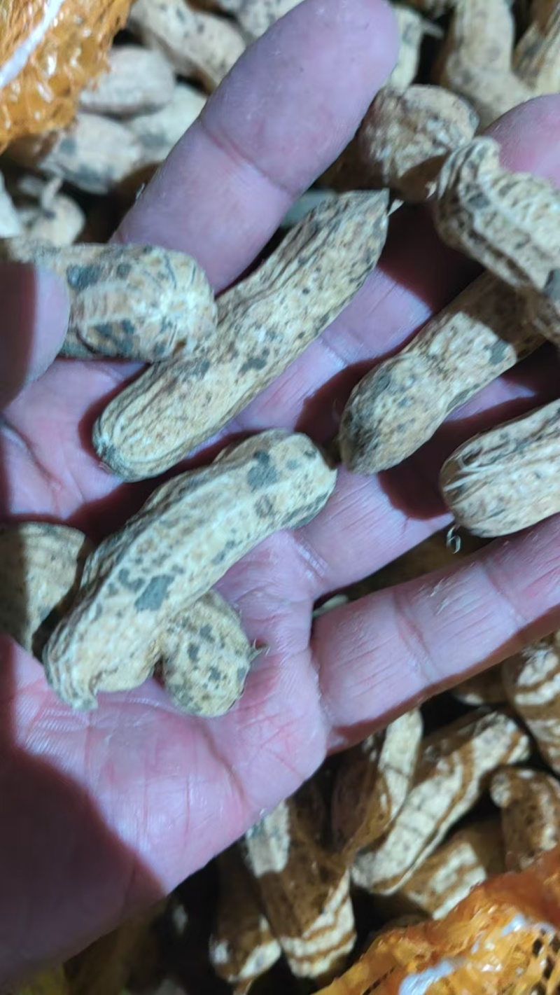 新疆伊犁鲜花生大量上市，有需要的老板可以骚扰我！