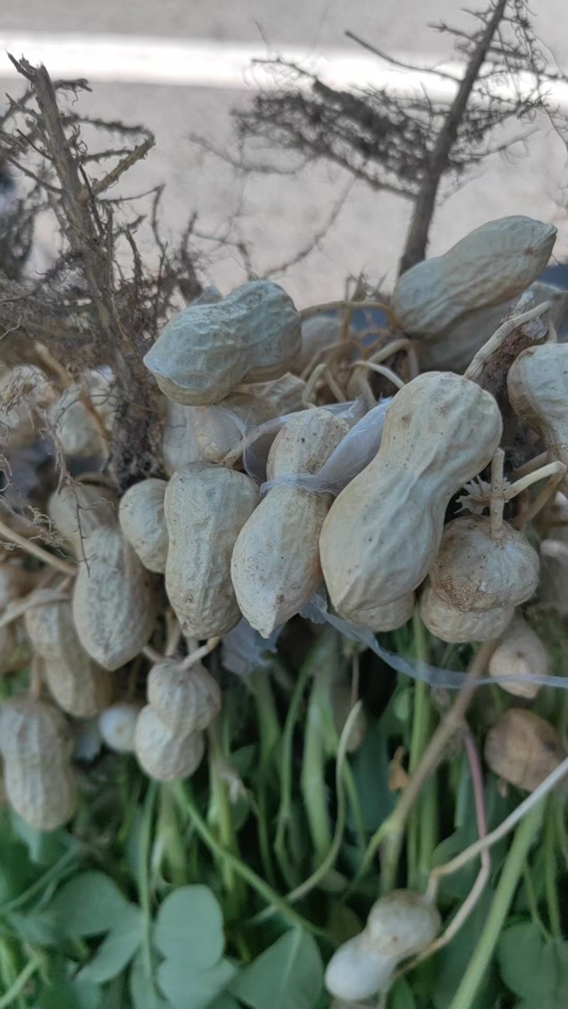 新疆伊犁鲜花生大量上市，有需要的老板可以骚扰我！