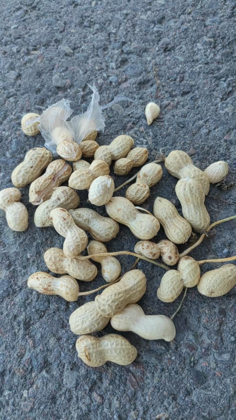 新疆伊犁鲜花生大量上市，有需要的老板可以骚扰我！