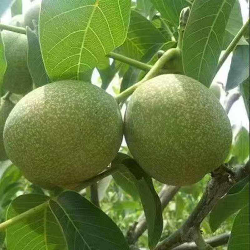 四川雅安石棉优质青皮核桃，味道香，口感脆