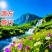 高山茶惠来土山茶潮汕工夫茶诏安八仙茶大坪土山茶1斤