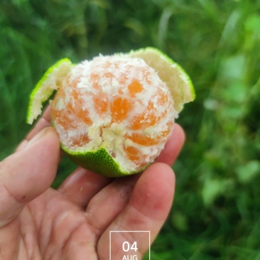 三明大丰1号蜜桔