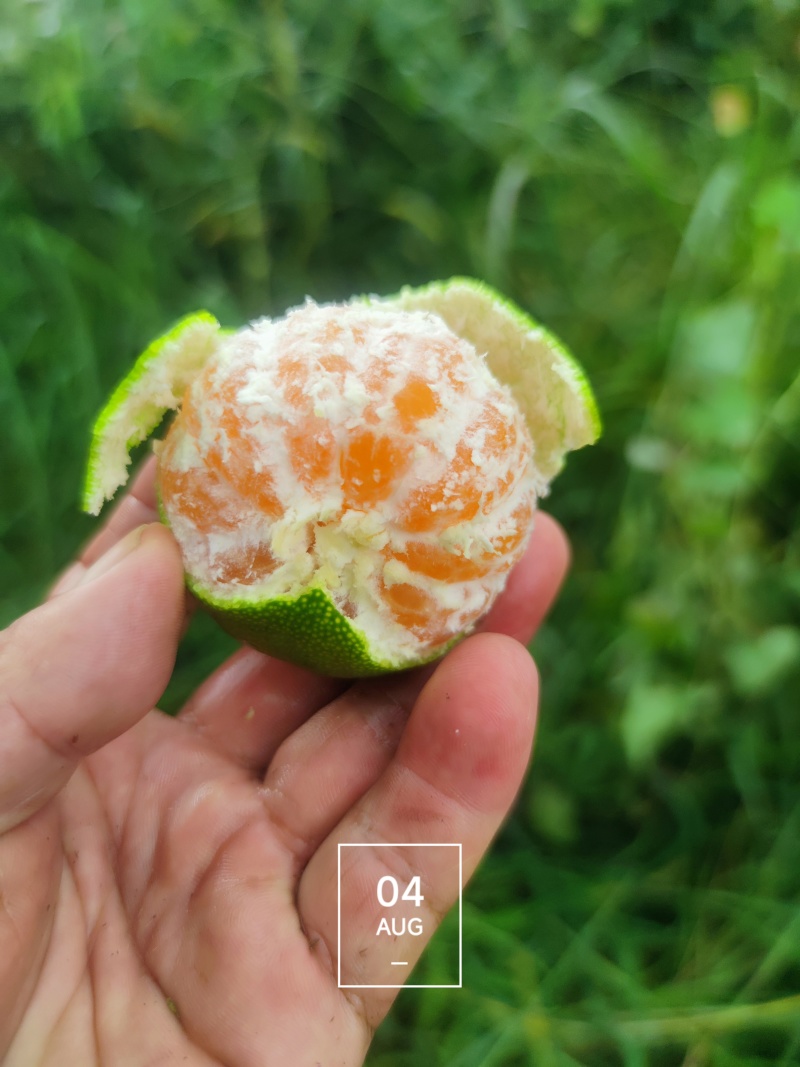 三明大丰1号蜜桔