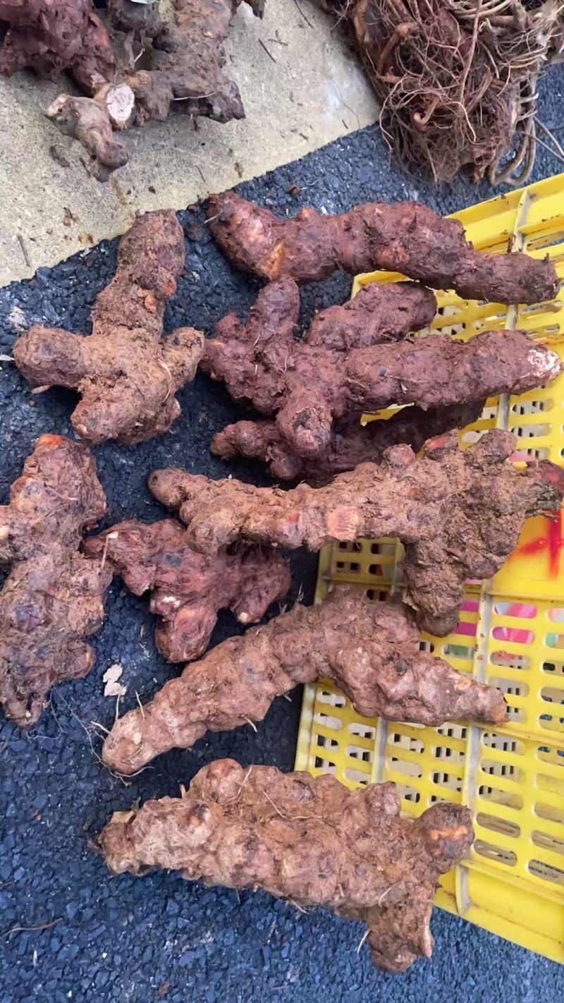 广东本地野生土茯苓，新鲜土茯苓白肉，有需要来电或咨询详谈