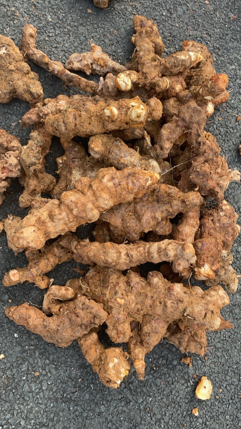 广东本地野生土茯苓，新鲜土茯苓白肉，有需要来电或咨询详谈