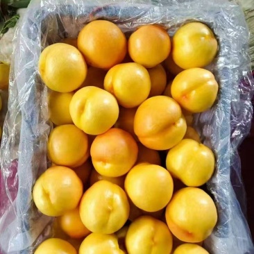 【精品】黄油桃果园直供，产地直发，对接批发零售电商等
