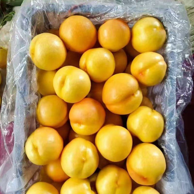 【精品】黄油桃果园直供，产地直发，对接批发零售电商等