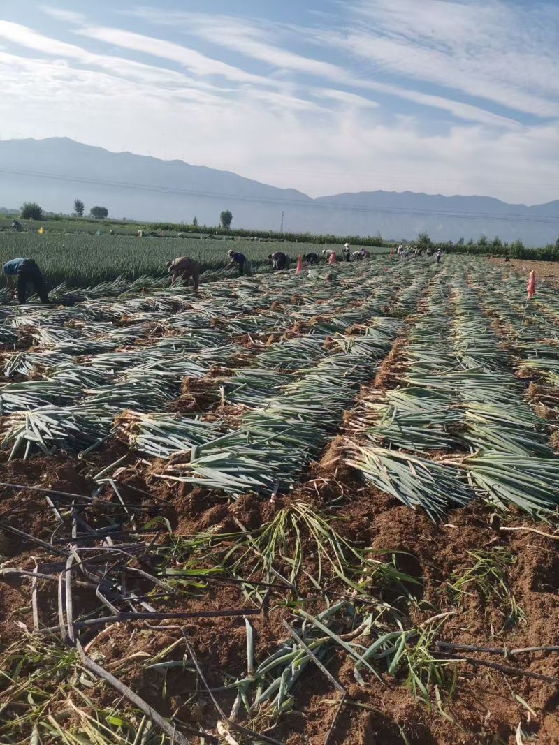 忻州铁杆大葱
