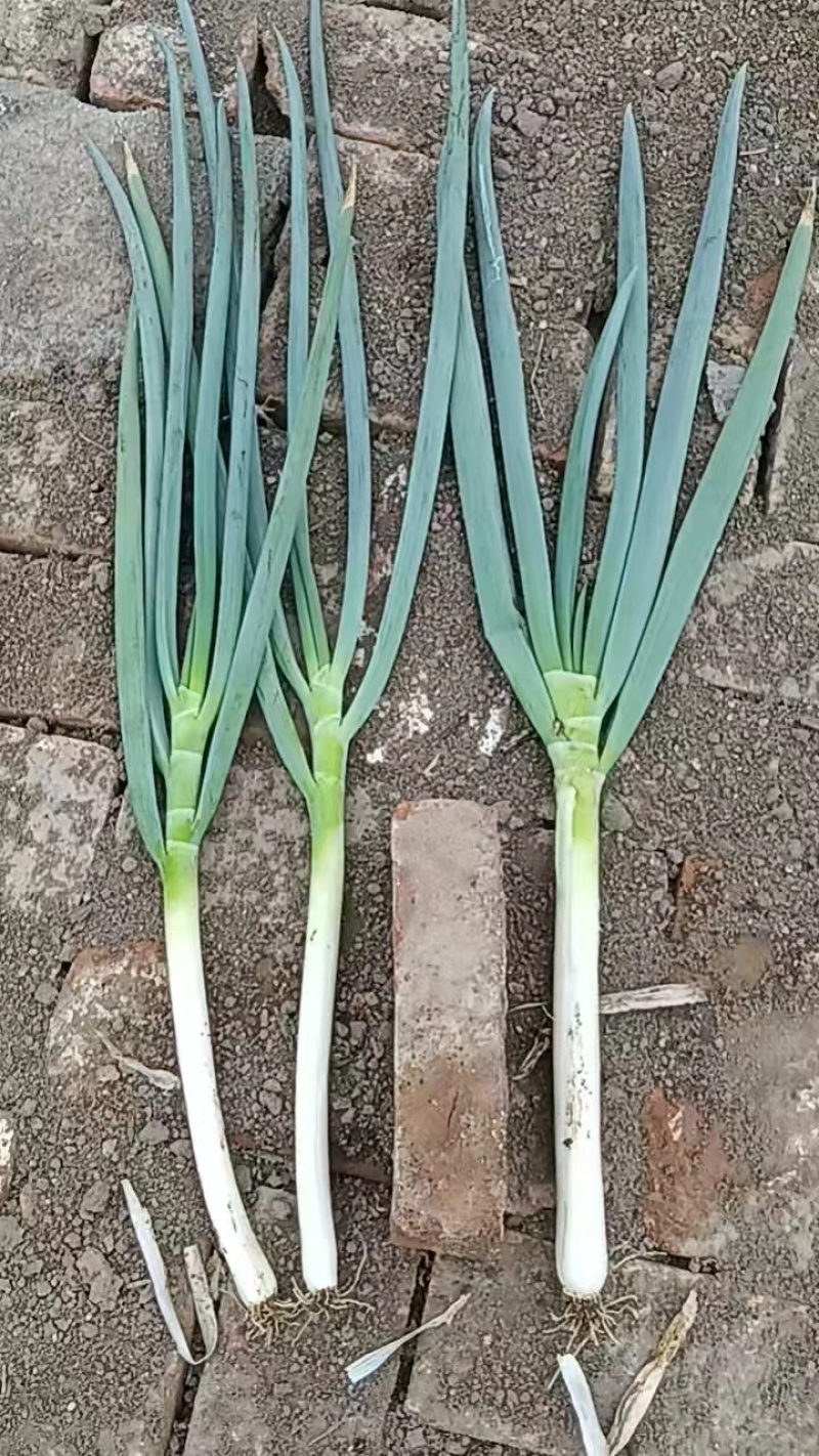 忻州铁杆大葱