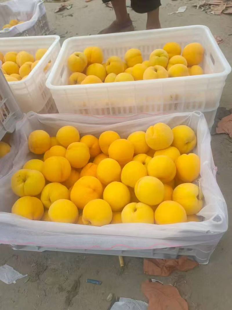 【精品黄桃】黄油桃中油4号对接批发市场采购商超电商等