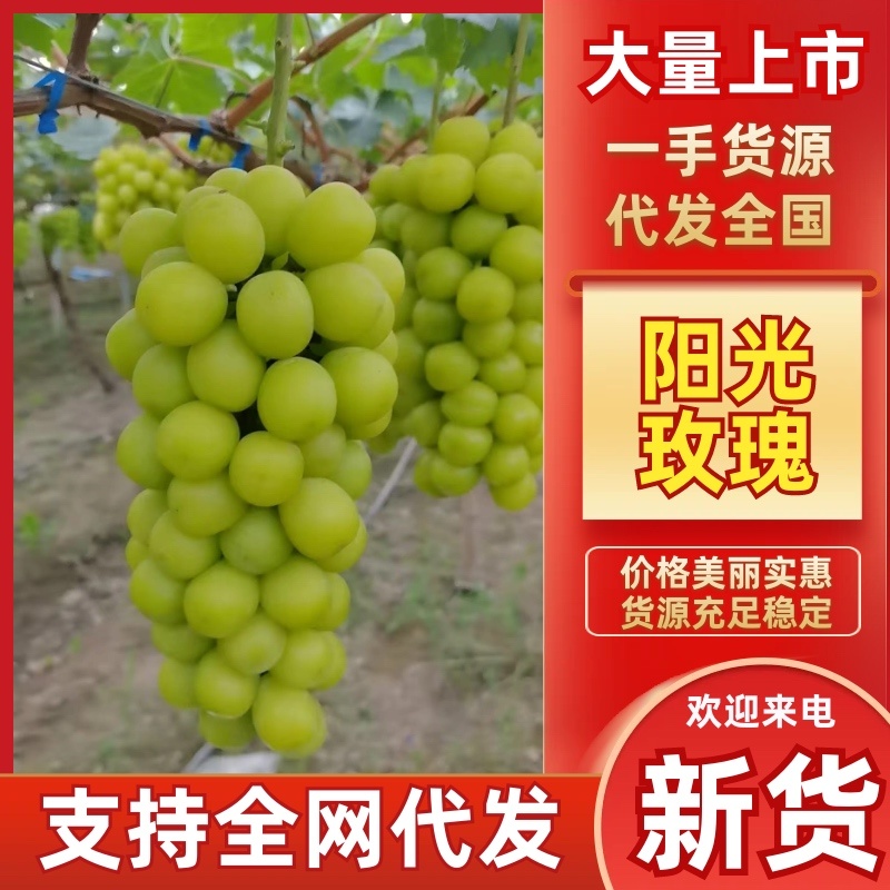葡萄夏邑精品阳光玫瑰，产地供货支持全网代发