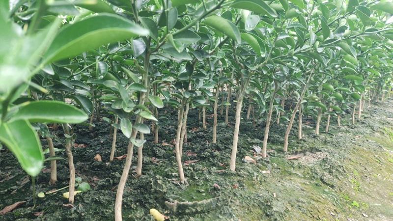 四川资阳柑橘苗红橘苗产地直发量大从优欢迎来电咨询