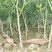 四川资阳柑橘苗红橘苗产地直发量大从优欢迎来电咨询