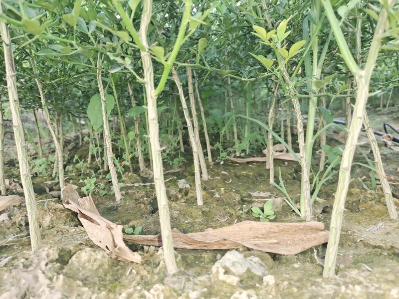 四川资阳柑橘苗红橘苗产地直发量大从优欢迎来电咨询