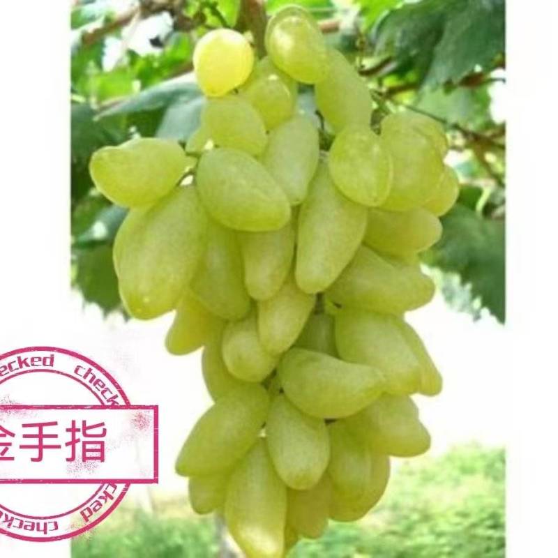 河北现摘金手指，保证品质和质量
